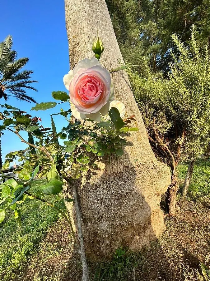 La Finestra Sul Limone Bed & Breakfast Castelvetrano